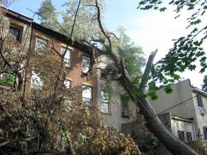 Brooklyn Tree Removal
