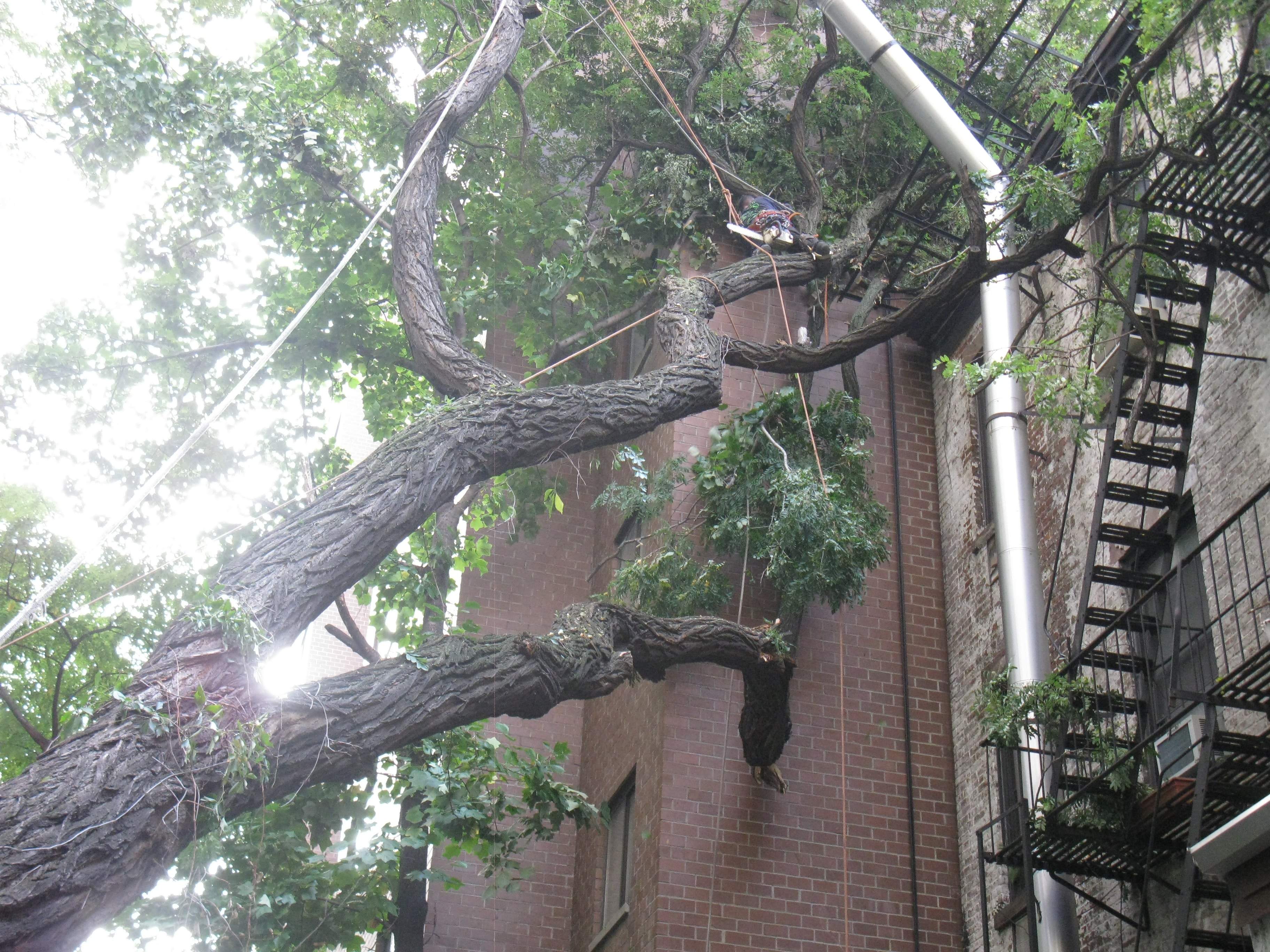 CT Pic (fallen tree removal, against building)