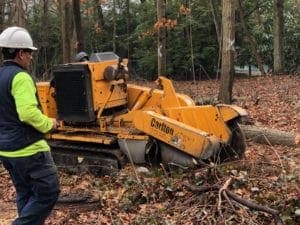 stump removal in Brooklyn NY