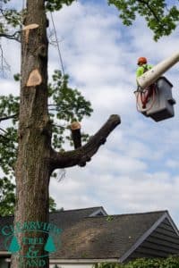 residential tree cutting from bucket truck 